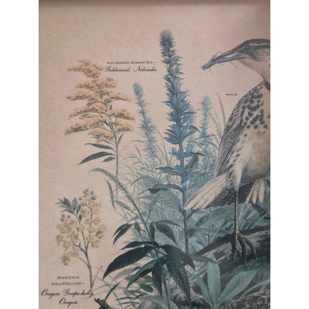 Arthur Singer Western Meadowlark State Birds Flowers Framed Lithograph Print 7 - Picture 4 of 5